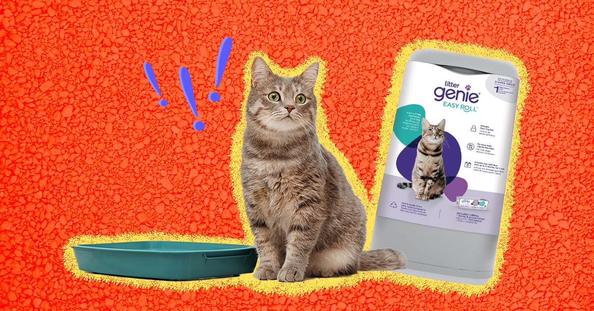 How To Pick The Best Cat Litter Box - DodoWell - The Dodo