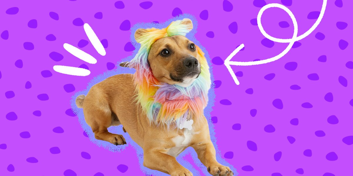 Lion mane dog cone online