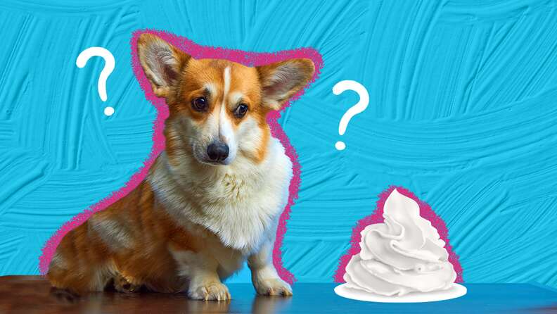 Can Dogs Eat Whipped Cream A Veterinary Nutritionist Weighs In 