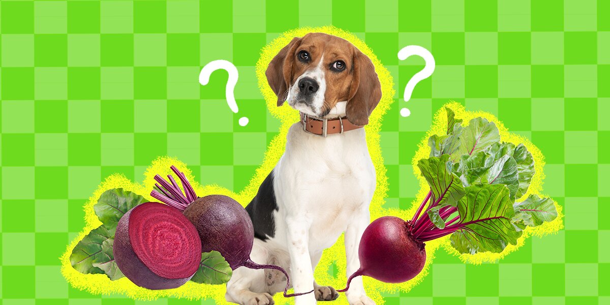 Are beets bad outlet for dogs