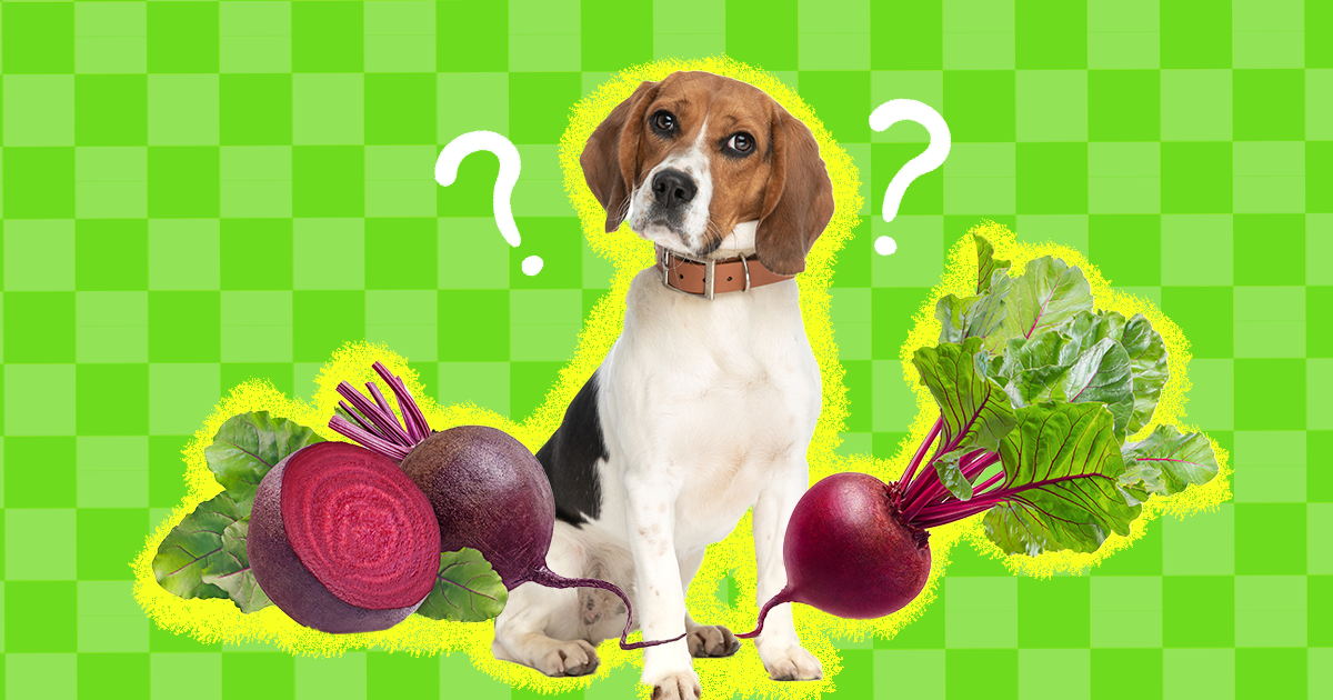 Can Dogs Eat Beets A Pet Nutritionist Weighs In DodoWell The Dodo