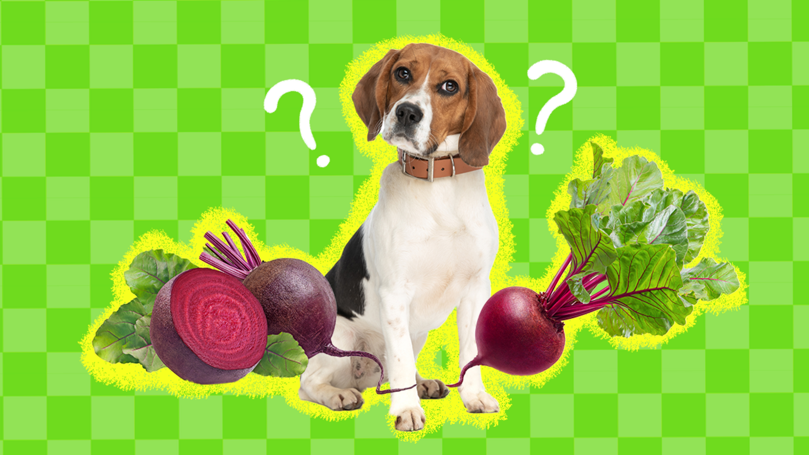Can Dogs Eat Beets? A Pet Nutritionist Weighs In DodoWell The Dodo