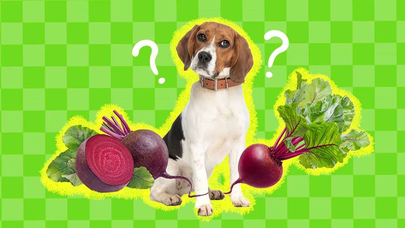 Can Dogs Eat Beets A Pet Nutritionist Weighs In DodoWell The Dodo