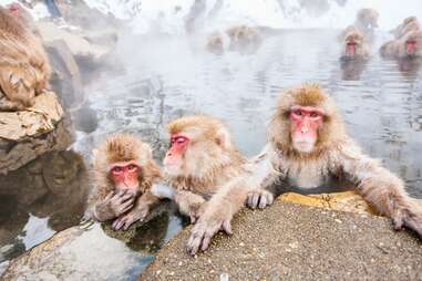 wild snow monkey park