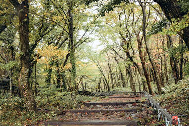forest in hallasan national park