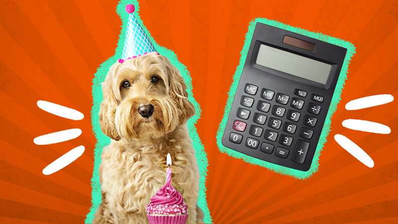 how do i calculate dog years