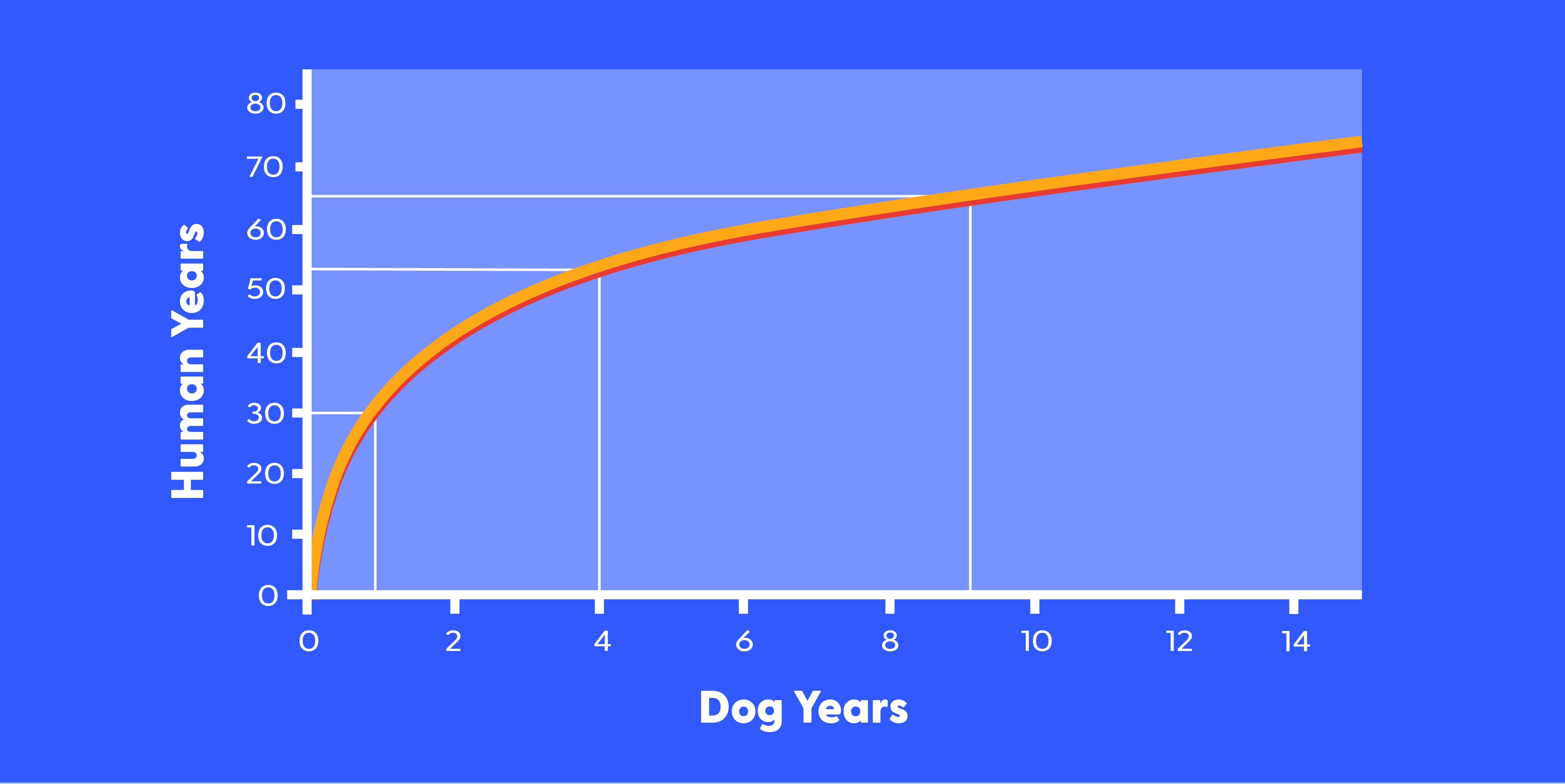 Dog Years To Human Years