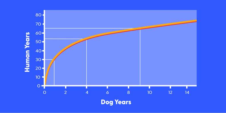 Dog years best sale to person years