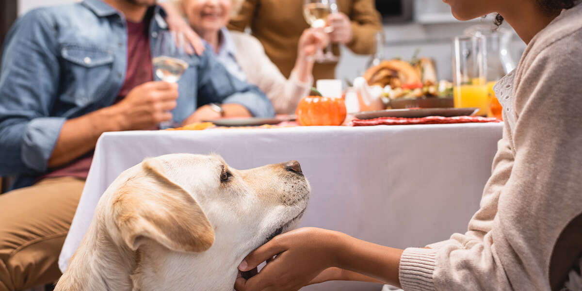 How Can I Make My Dog More Comfortable During The Holidays? DodoWell