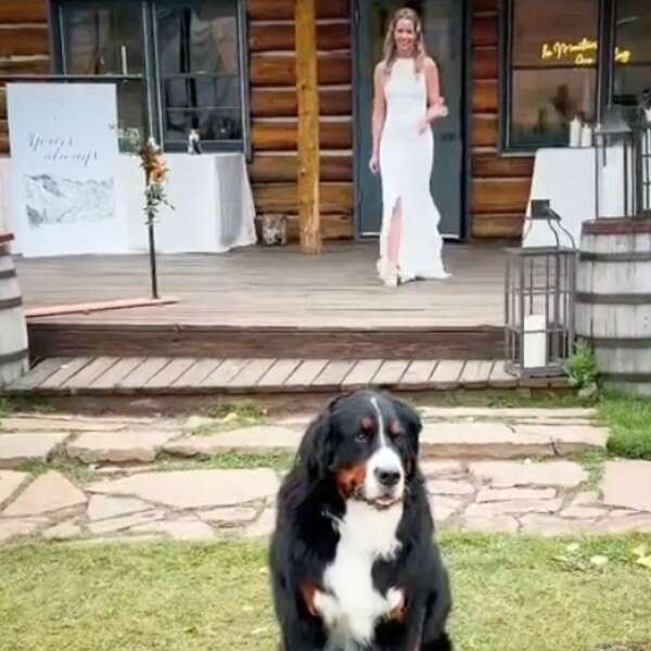 dog and bride