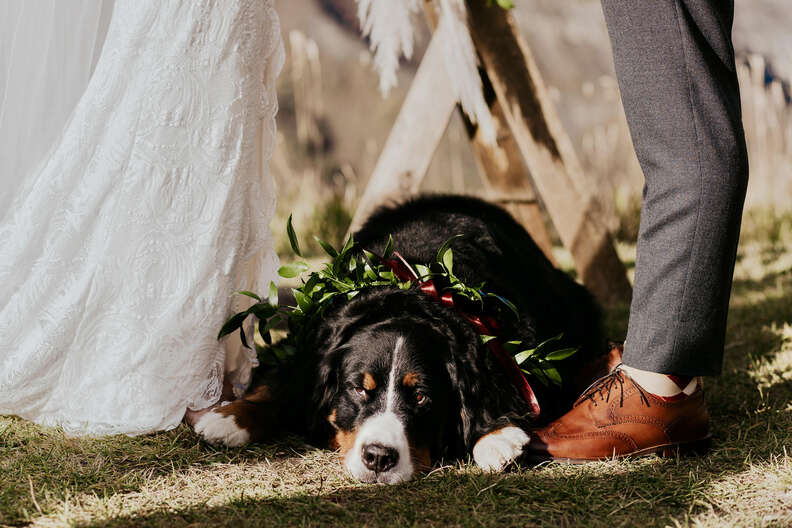 dog waits at couple's feet