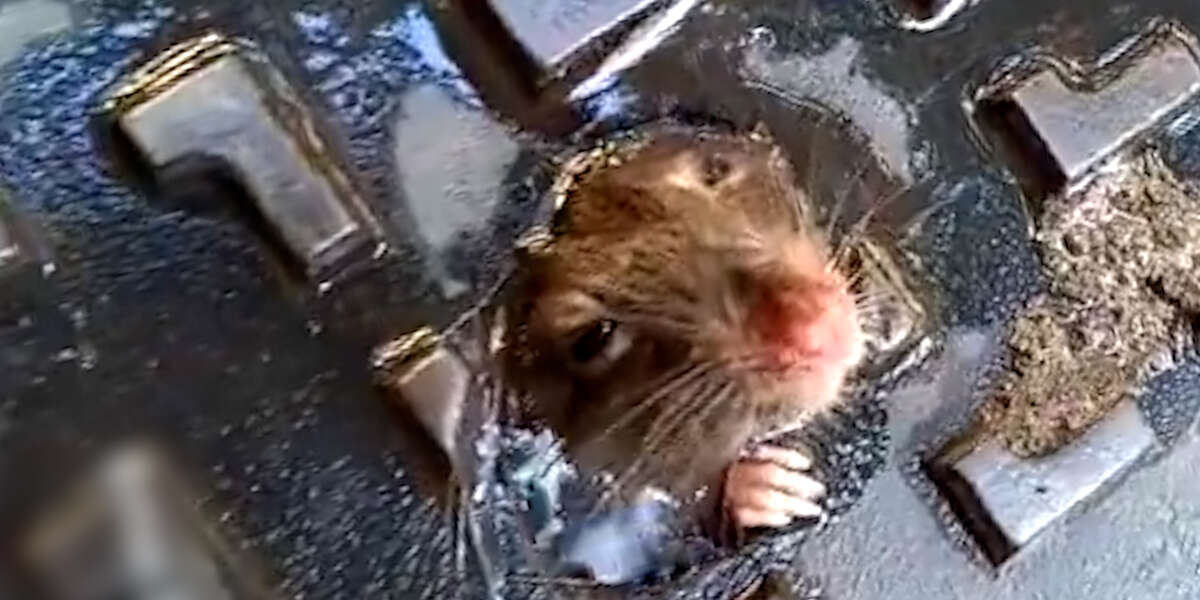 Guy Drops Everything To Save A Drowning Rat Videos The Dodo