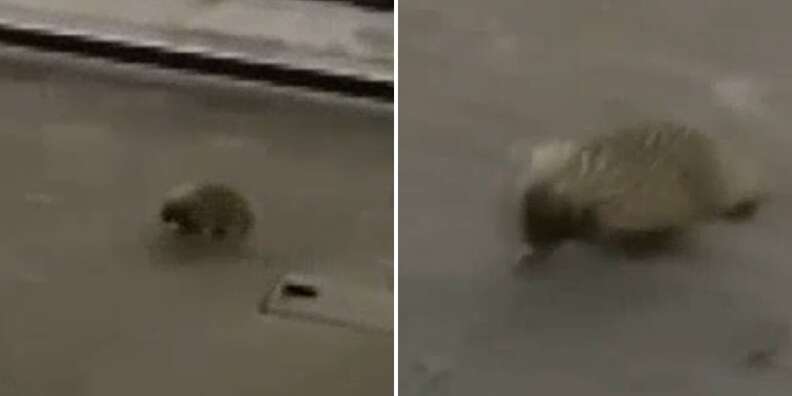 little animal in train station