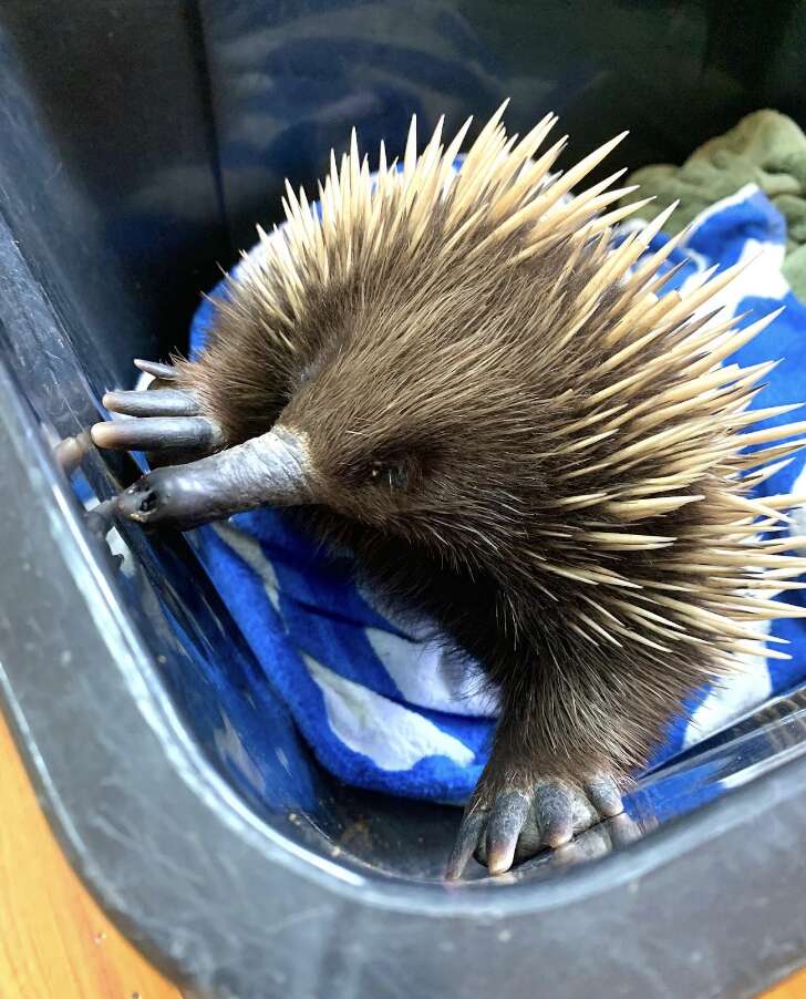 echidna