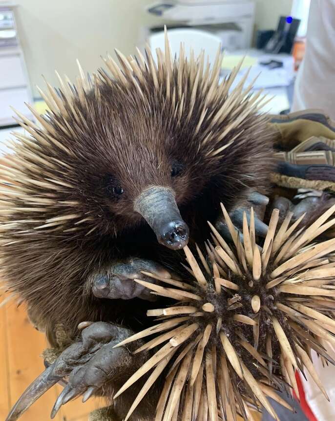 echidna