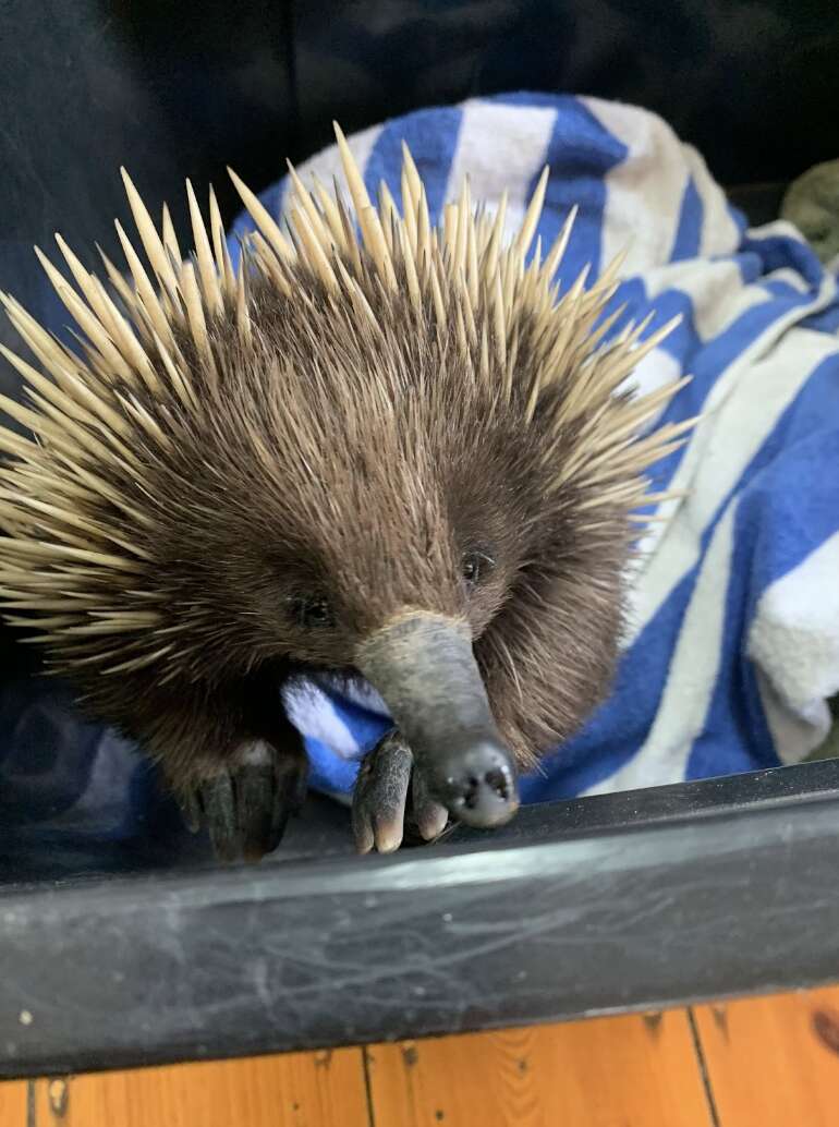 echidna