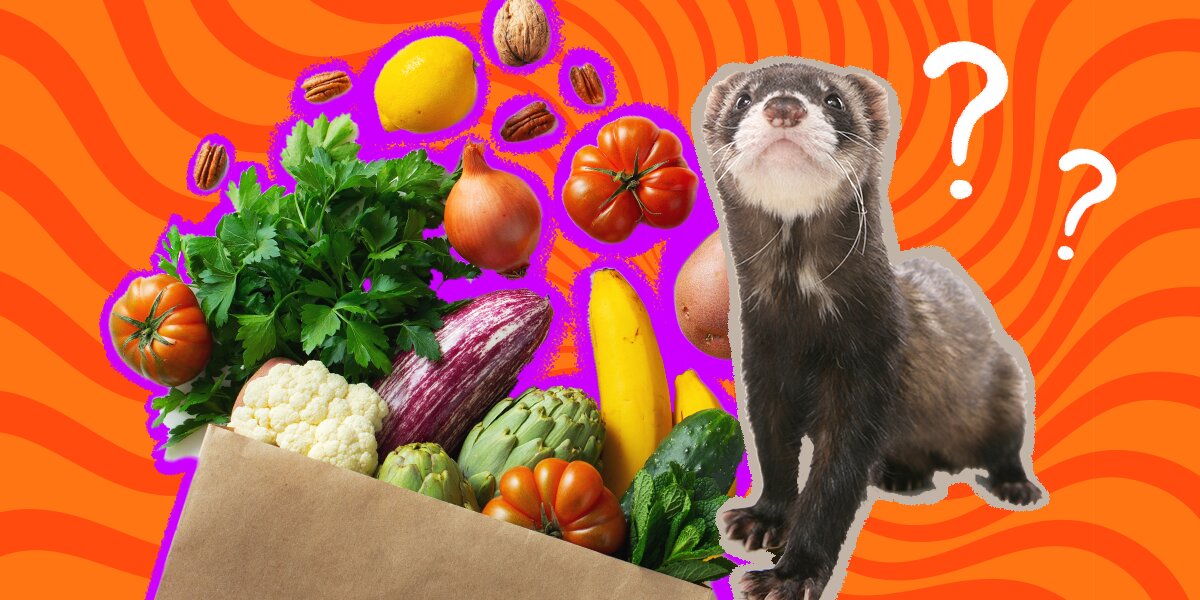 What Do Ferrets Eat Here Are The Best Foods According To A Pet Nutritionist DodoWell The Dodo