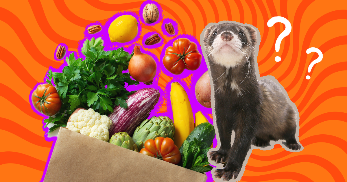 What Do Ferrets Eat Here Are The Best Foods According To A Pet