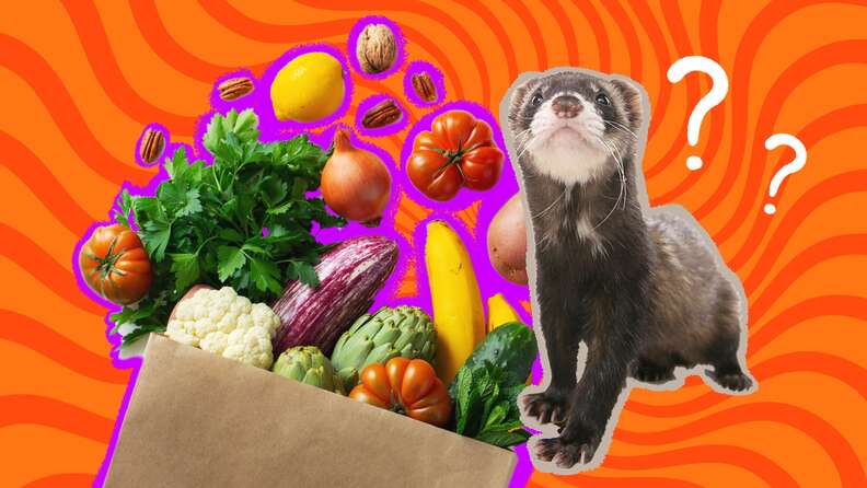 Do ferrets top eat cat food