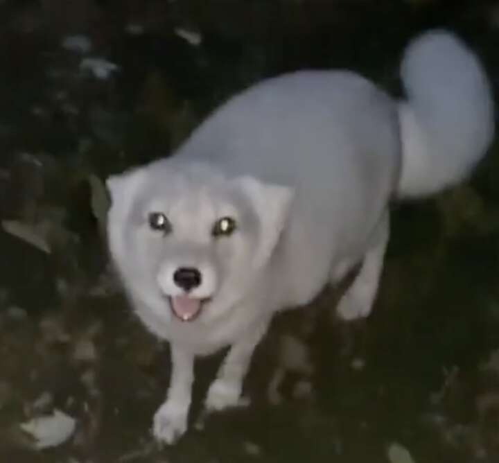 white fox