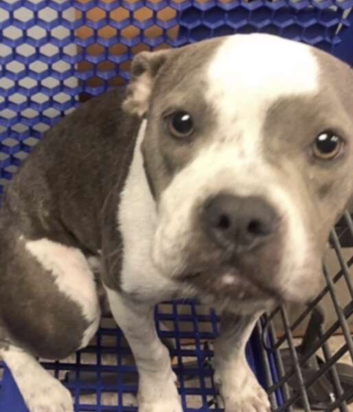 A dog waits for help inside a cart.