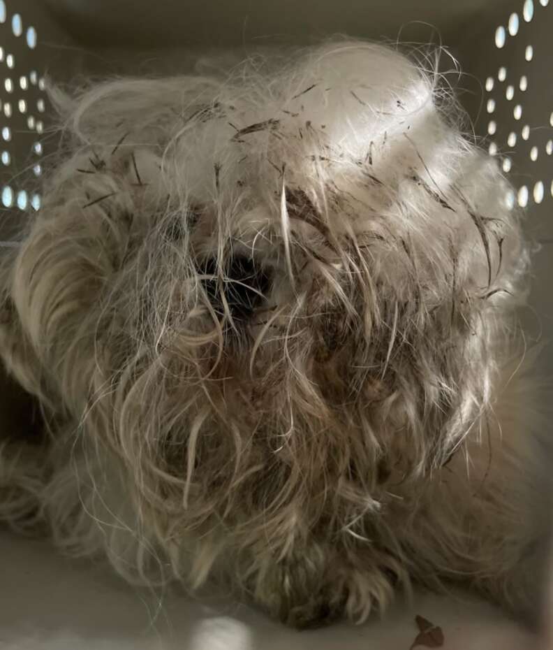 A dog is unrecognizable before a hairtcut.