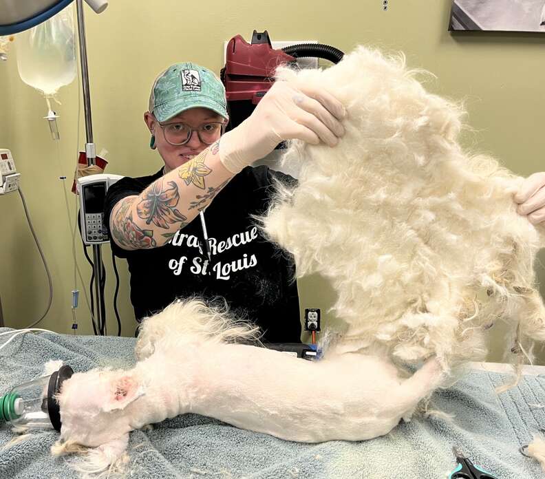 A dog is shaved during surgery.