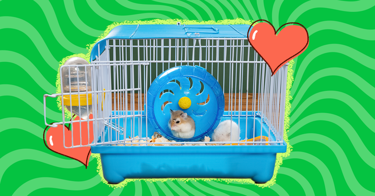 Second hand best sale hamster cages