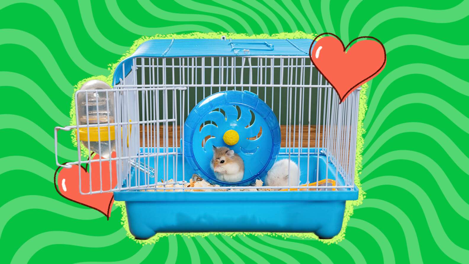 Hamster Cages The 7 Best Habitats For Your Hamster DodoWell The Dodo