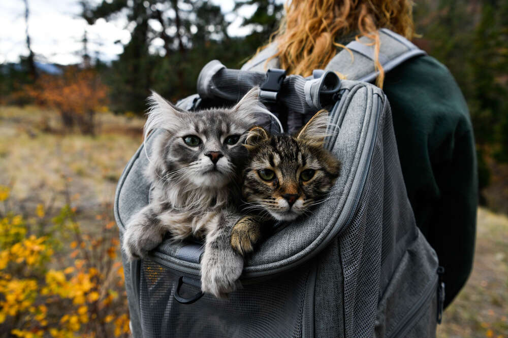 How to Train an Adventure Cat to Camp Hike and Sail by Your Side