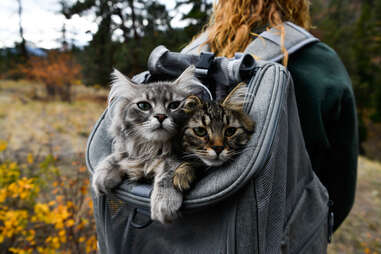 two cats in backpack
