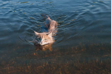 cat swimming in river