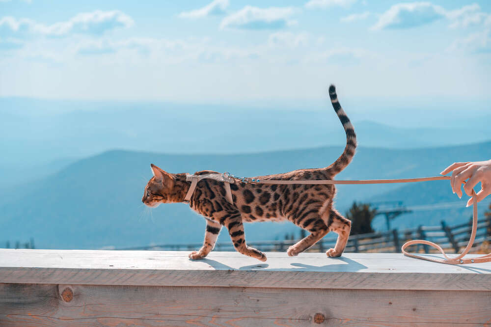 How to travel with your cat – Adventure Cats