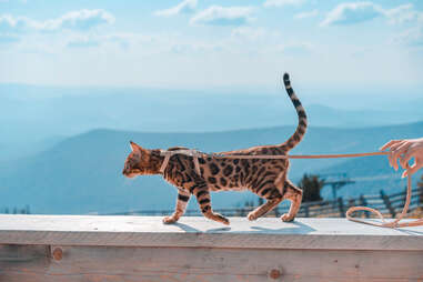 bengal cat on a leash