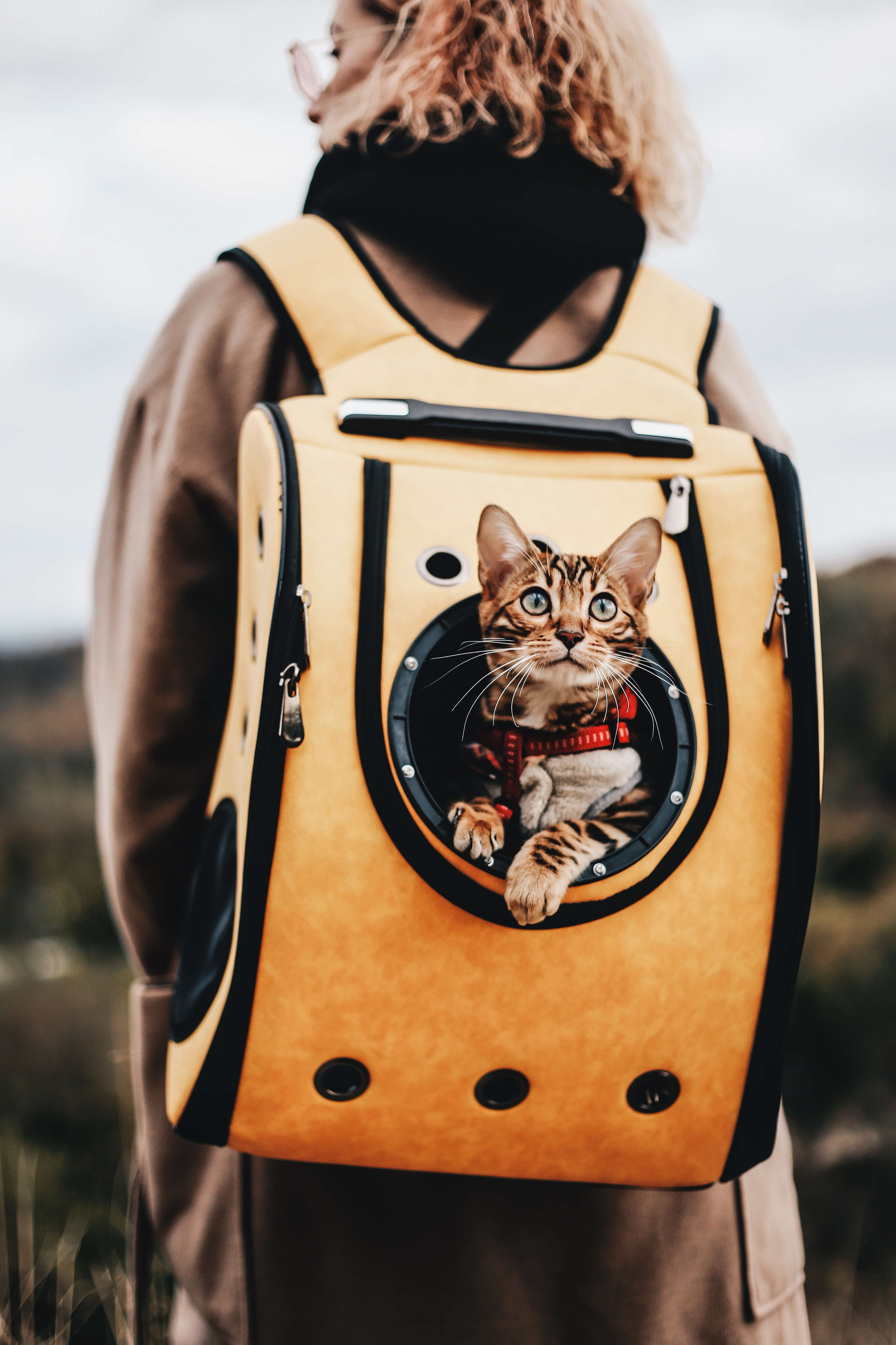 cat in travel backpack