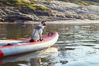 cat in kayak