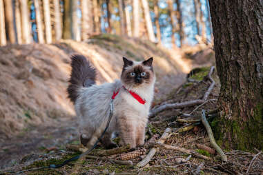 cat on leash in forest