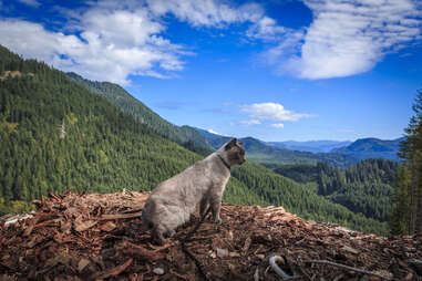 cat gazing off mountain