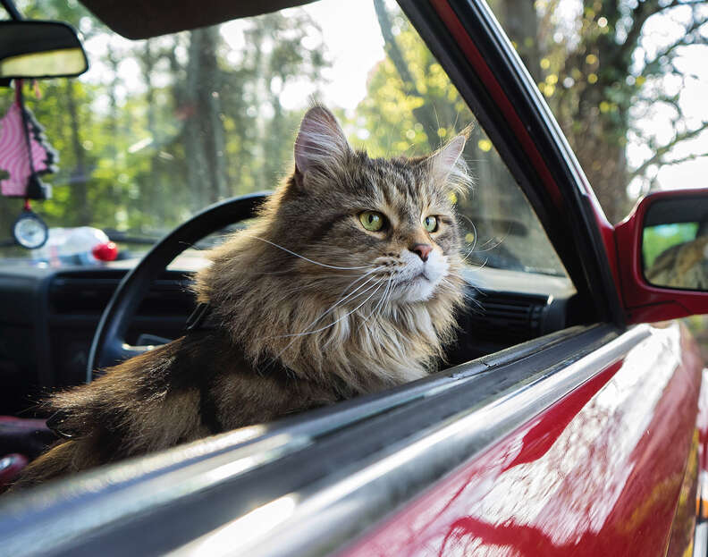 cat sitting in car
