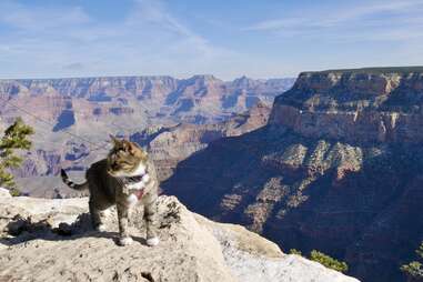 Cat in grand canyon