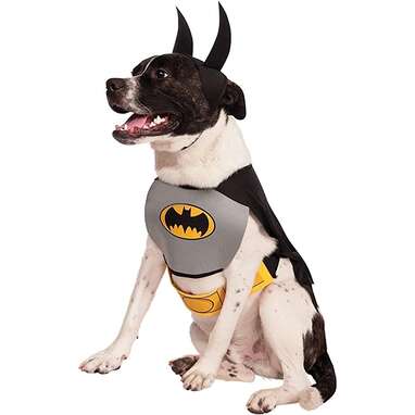 DC Superhero Superman Halloween Dog Costume - Small 