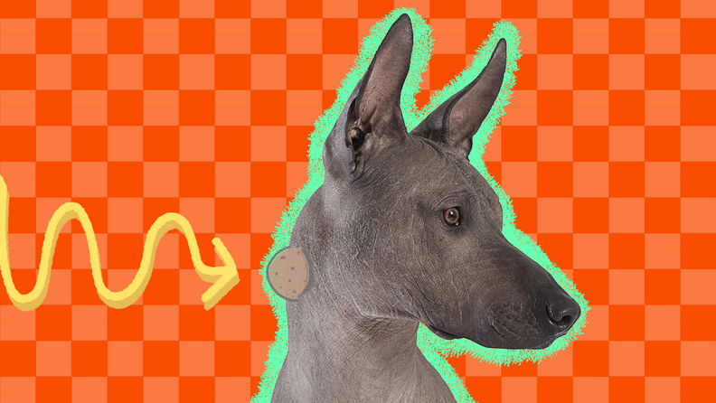 Types Of Cysts On Dogs And What They Mean DodoWell The Dodo