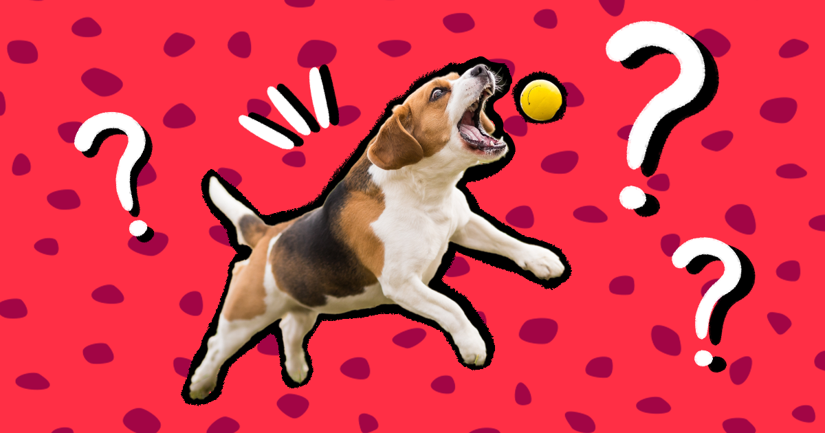 The best dog toys for fetch, chewing and mental stimulation – Let's Pawty