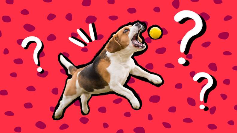 Fun, Cognitive Training Games to Make Your Dog Smarter