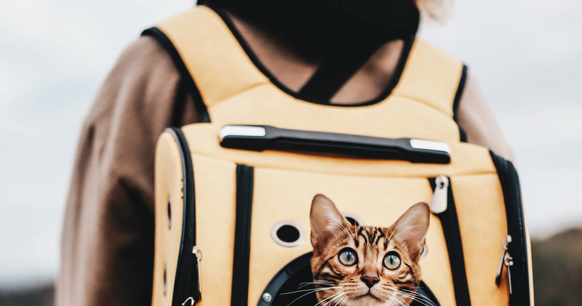 How to travel with your cat – Adventure Cats