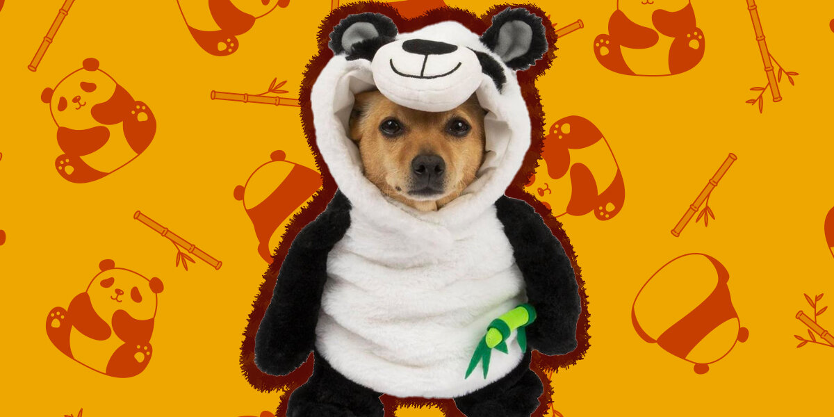 Panda outfit shop for dog