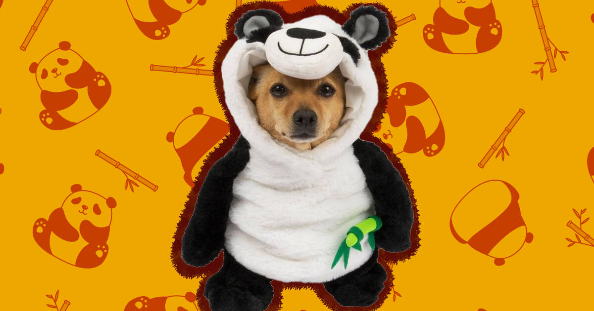 Dog panda suit hotsell