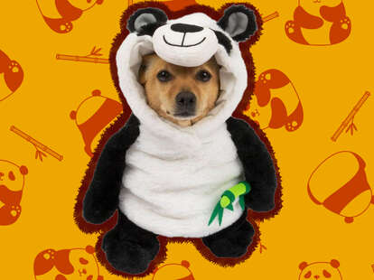 dog panda costume