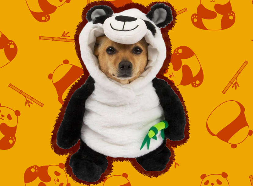 Panda outfit best sale for dogs