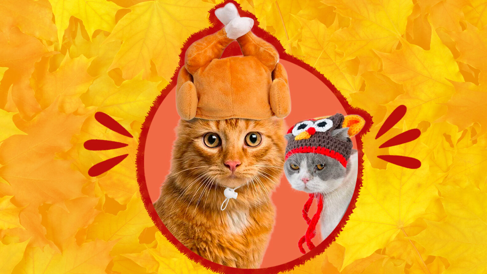 7-thanksgiving-cat-outfit-options-for-the-cats-who-love-to-steal-the